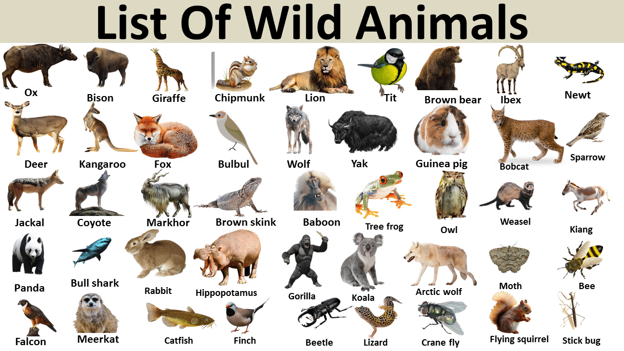 how to tell wild animals summary? - TechsofTechs how to tell wild animals summary? - TechsofTechs